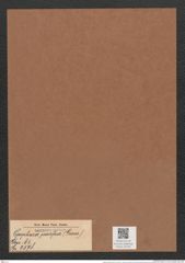 Opephora pacifica (Grun.) (de-Toni-Nr.: Genus 64, Species 2578) Zeichnungen Sammlung Grunow Mappe 02755 (Herbarium_W_Grunow_drawings_Folder_02755)